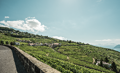 Reference: STS9039 Schweiz. ganz natuerlich. Unterwegs auf der Grand Tour of Switzerland bei Aran mit Sicht auf Lavaux und den Genfersee.  Switzerland. get natural.  On the road of the Grand Tour of Switzerland at Aran with view of Lavaux and Lake Geneva.  Suisse. tout naturellement.  En route sur le Grand Tour de Suisse a Aran avec vue sur Lavaux et le lac Leman.  Copyright by: Switzerland Tourism - By-Line: swiss-image.ch/Ivo Scholz