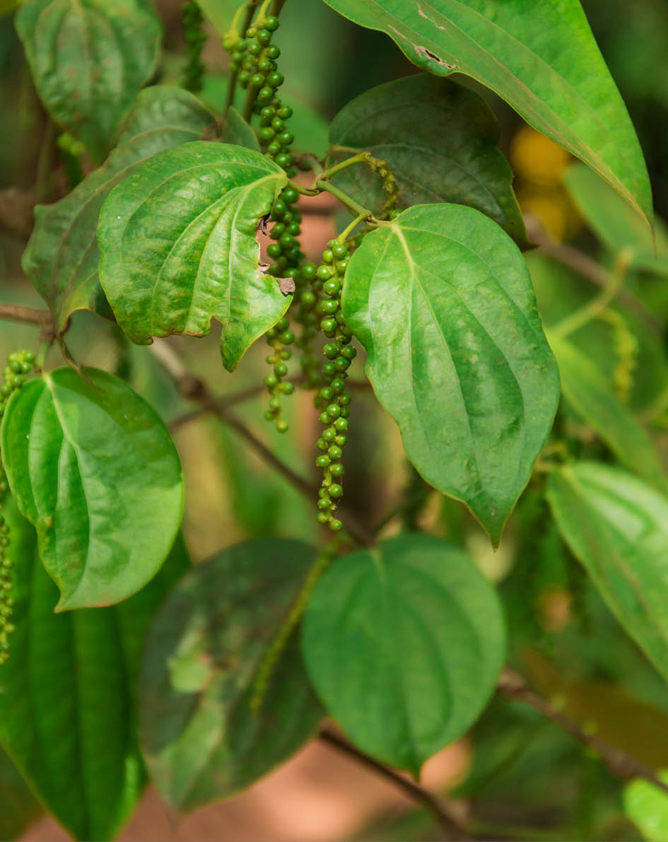 Closeup green pepper plant on the tree. Garden spice in Srilanka.