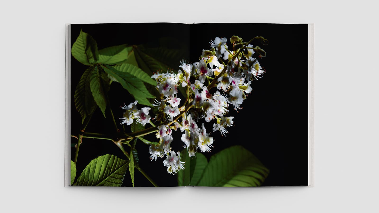 LN-Des-Arbres-remarquables-livre-04